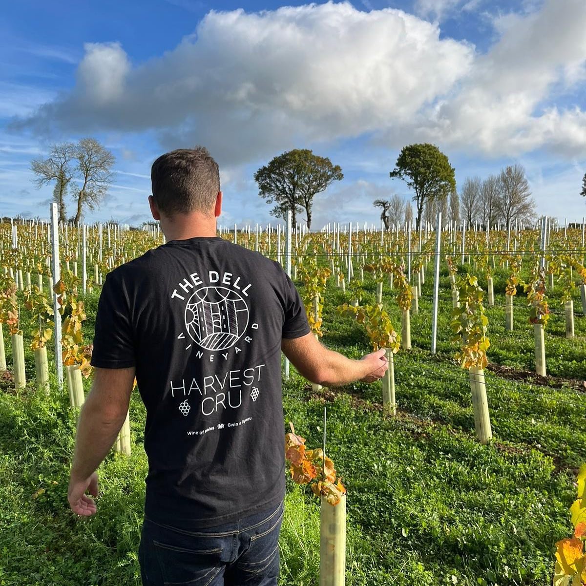 The Dell Vineyard